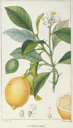 Le citronnier, gravé par Dubois, vers 1820